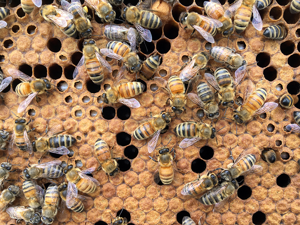Pest control technician applying treatment